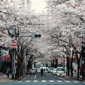 Memory Training Courses in Japan